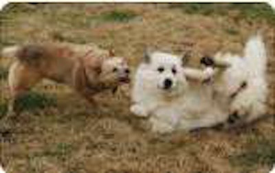 “She’s not as vicious as she looks,” says Mike Crawford of Bonnie (left), here playing with Gracie, both “guard dogs” on his 97-acre farm in Long Lane, Mo.