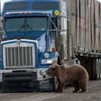 Bear2