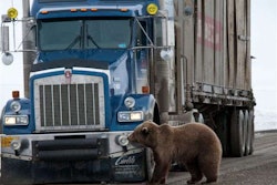 Bear2