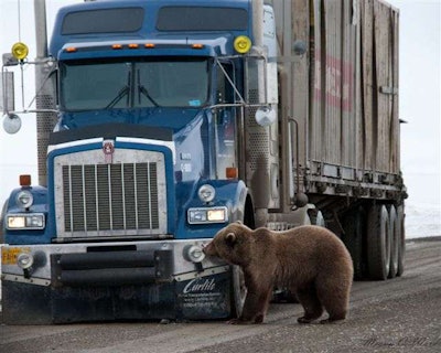 Bear2