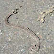 Roadkill