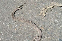 Roadkill