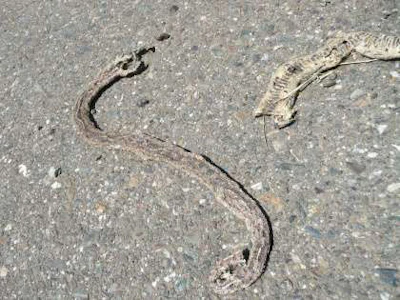 Roadkill