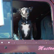 Fred The Dog Leased For Life