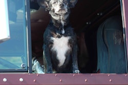 Fred The Dog Leased For Life