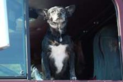 Fred was Mike “Mustang” Crawford’s in-cab buddy for many years until she (“Fred” was short for Frederica) died last year. Crawford was Overdrive’s 2010 Trucker of the Year and now has his own authority.