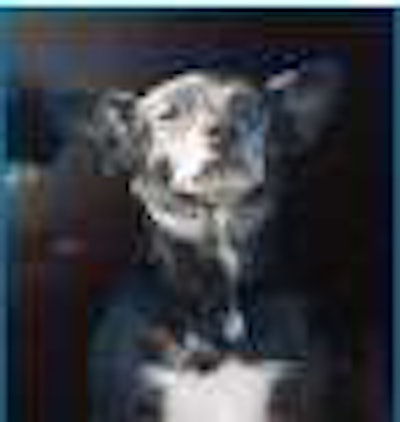 Fred was Mike “Mustang” Crawford’s in-cab buddy for many years until she (“Fred” was short for Frederica) died last year. Crawford was Overdrive’s 2010 Trucker of the Year.