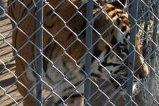 Tony the Tiger at Louisiana truck stop. (Photo Kris Ewing)