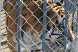 Tiger Untitled 1