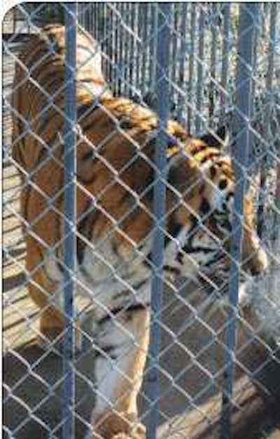 Tony the Truck Stop Tiger