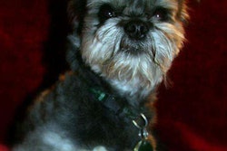 Gizmo1