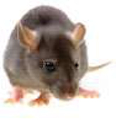 Pro-union workers have demonstrated with giant inflatable rats to symbolize their employers.