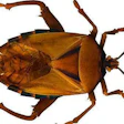 Bedbug