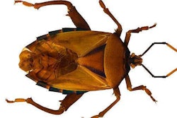 Bedbug