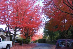 Another Fall View