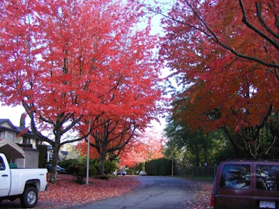 Another Fall View