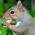 squirrel-2018-02-28-10-34