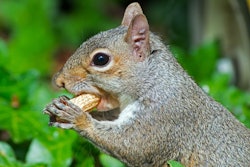squirrel-2018-02-28-10-34