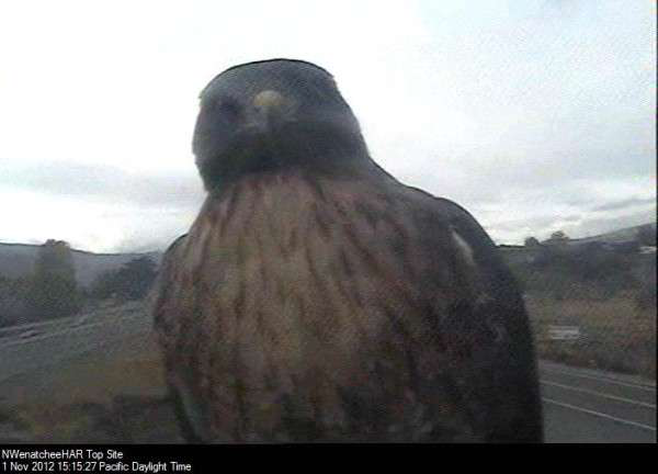 Hawk On Wa Dot Camera