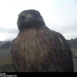 Hawk On Wa Dot Camera