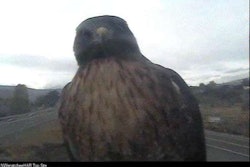 Hawk On Wa Dot Camera