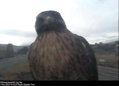 Hawk On Wa Dot Camera