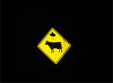Cow Ufo
