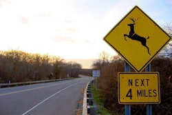 deer