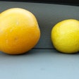 Fresh lemons