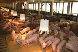 hog farm
