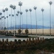 Palm Trees Edit