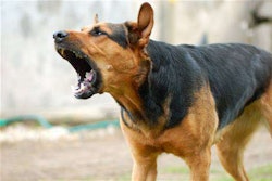 Stop Dog Barking1