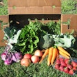 CSA veggie box