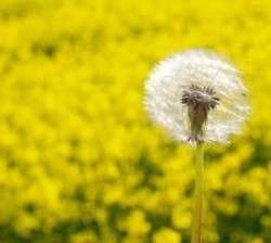 allergies