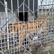 Tony the Tiger, in his cage at the Tiger Truck Stop in Gross Tete, La. Photo from FoxNews.com.