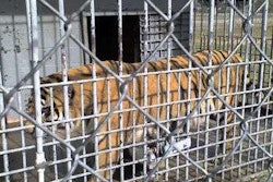 Tony the Tiger, in his cage at the Tiger Truck Stop in Gross Tete, La. | Photo from FoxNews.com.