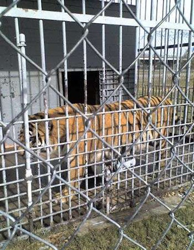 Tony the Tiger, in his cage at the Tiger Truck Stop in Gross Tete, La. | Photo from FoxNews.com.