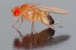 Fruit Fly