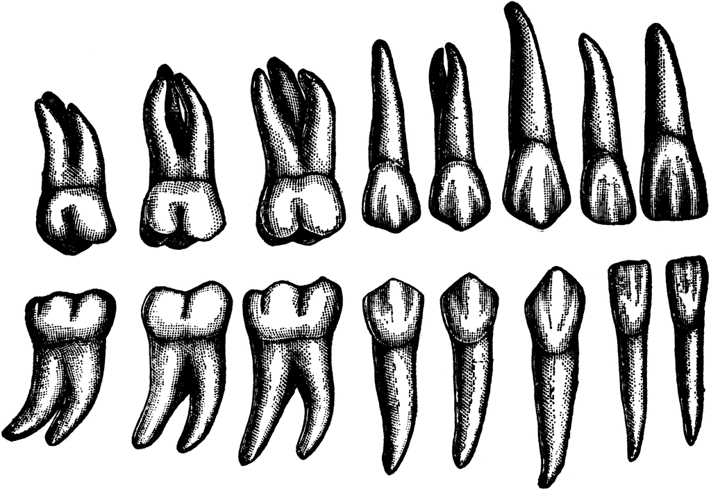 teeth
