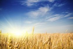 Wheat-derived products are the most prevalent source of gluten, a problem for the 1 in 200 people who suffer from celiac disease.