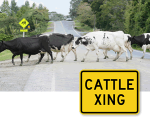 Cattle Crossing Road Sign