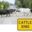Cattle Crossing Road Sign