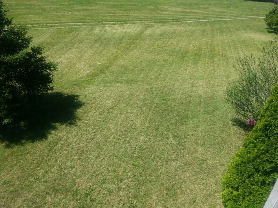 lawn