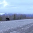 Among the highway scenes in the video for Australian Caede Ridgeway's 'From Miles Around' rocking trucking track are this one, capturing a black bear and a tanker truck.