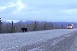 Among the highway scenes that serve as backdrop to the video for Australian Caede Ridgway’s “From Miles Around” rocking trucking track are this one, capturing a black bear and a tanker truck.