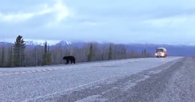 Among the highway scenes that serve as backdrop to the video for Australian Caede Ridgway’s “From Miles Around” rocking trucking track are this one, capturing a black bear and a tanker truck.