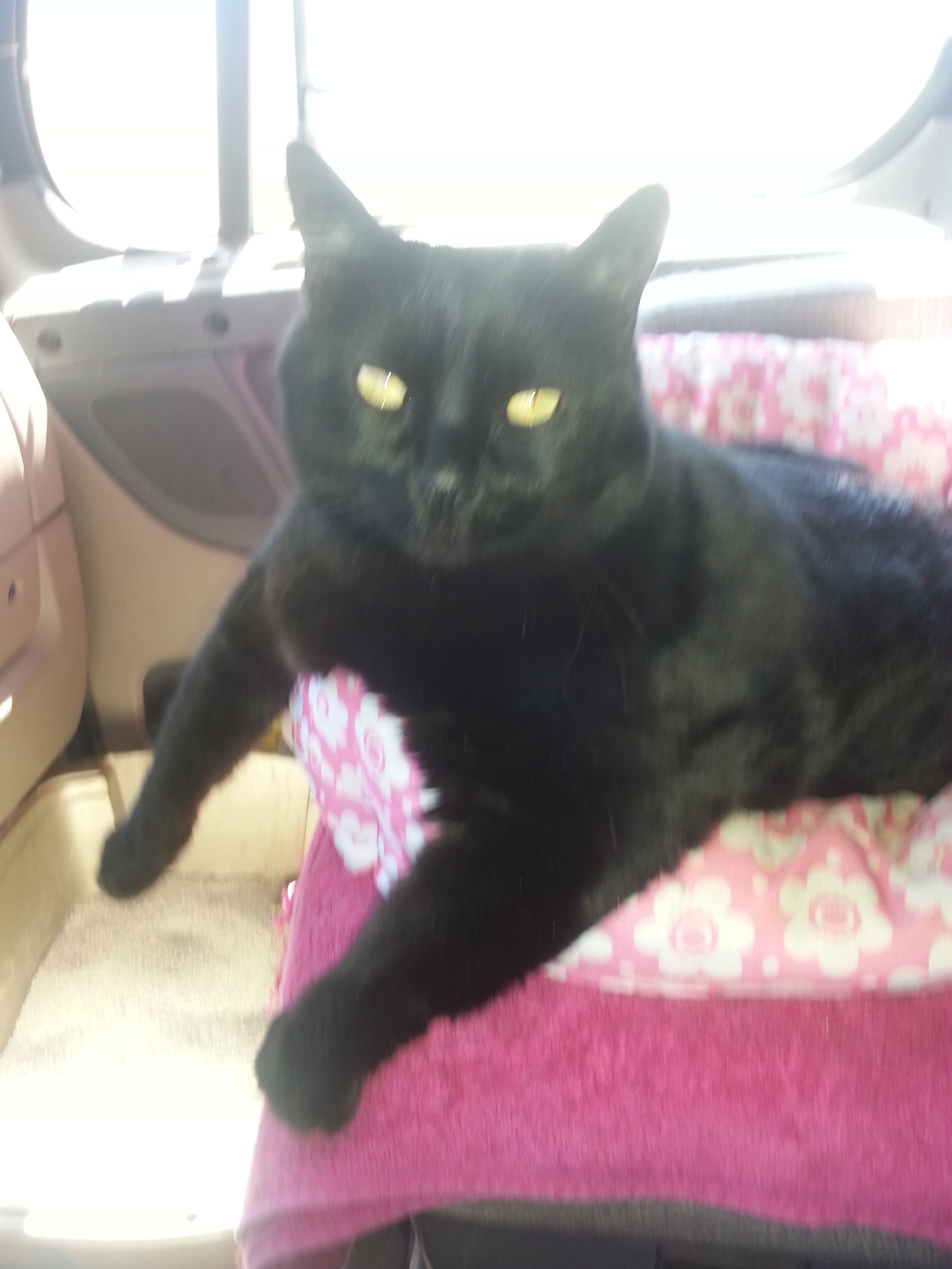 Chubbs-Elvis Peters Whittington