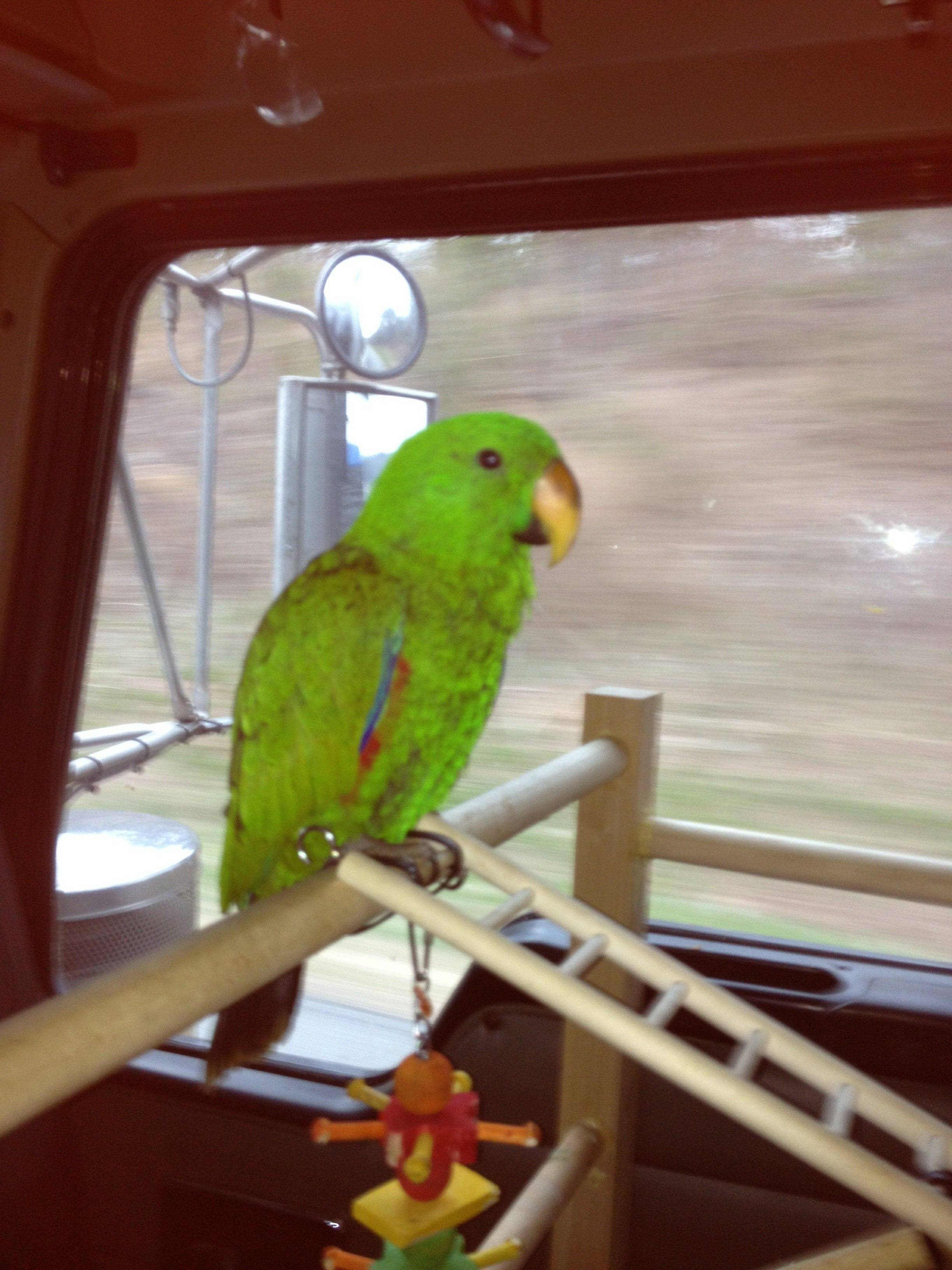 parrot diesel