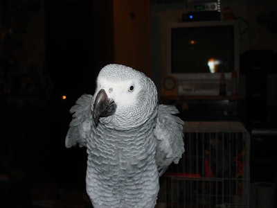 Gus, Tako and Brandy