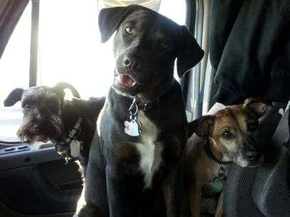 Shadow, Chica and Gabby